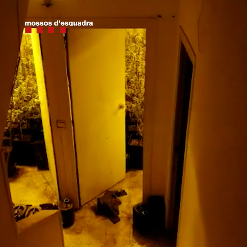 marihuana indoor