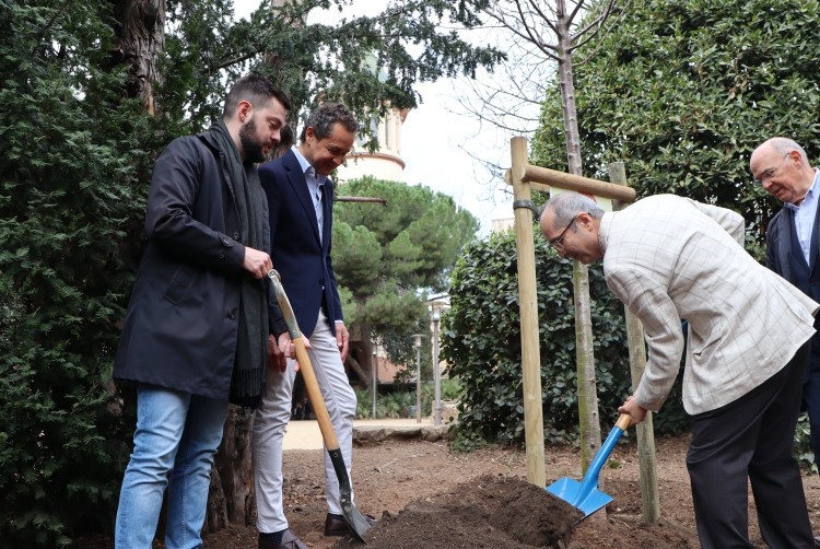 Plantació del cirerer Fira Sakura Matsuri | Júlia Ramon