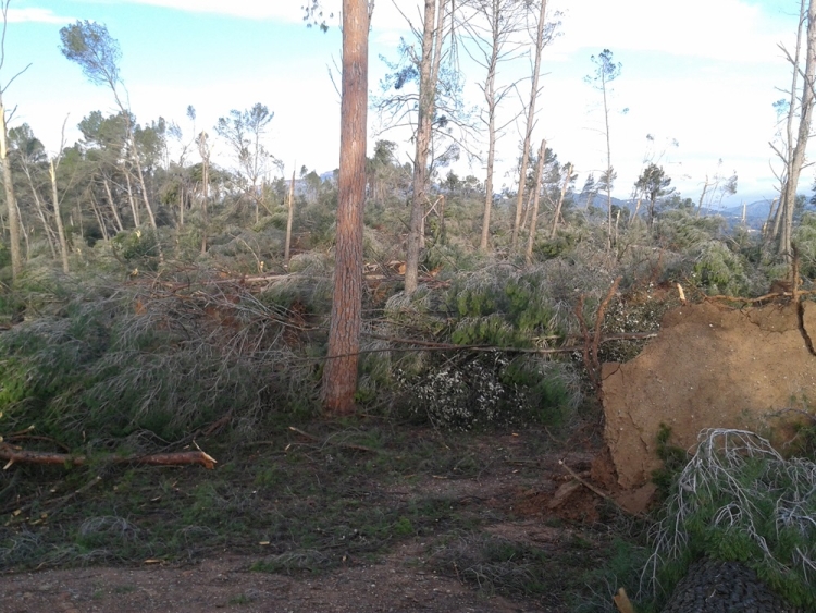 El bosc de Can Deu, després de les ventades/ Espai Natura