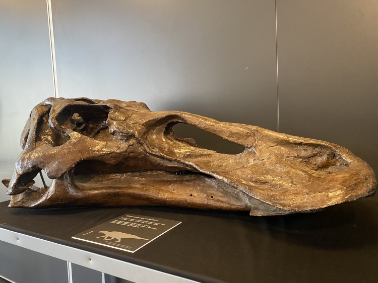 Un dels dinosaures de l'exposició