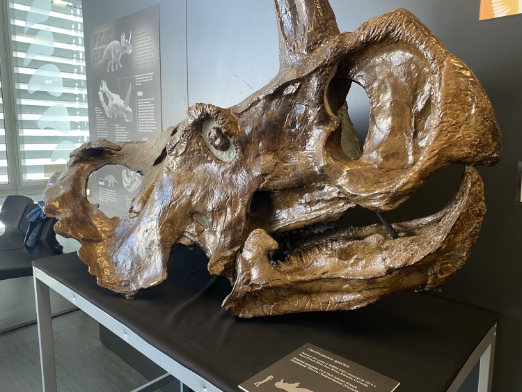 Un dels dinosaures de l'exposició