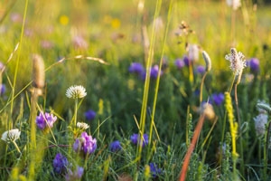 primavera