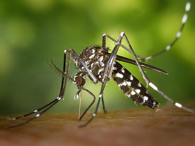 Mosquit